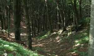bosco 3