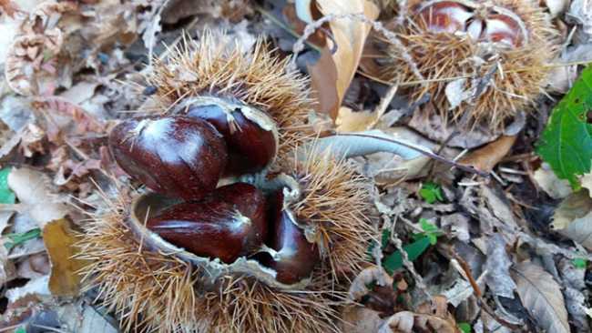 castagne