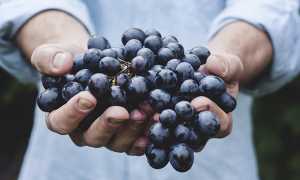 vendemmia